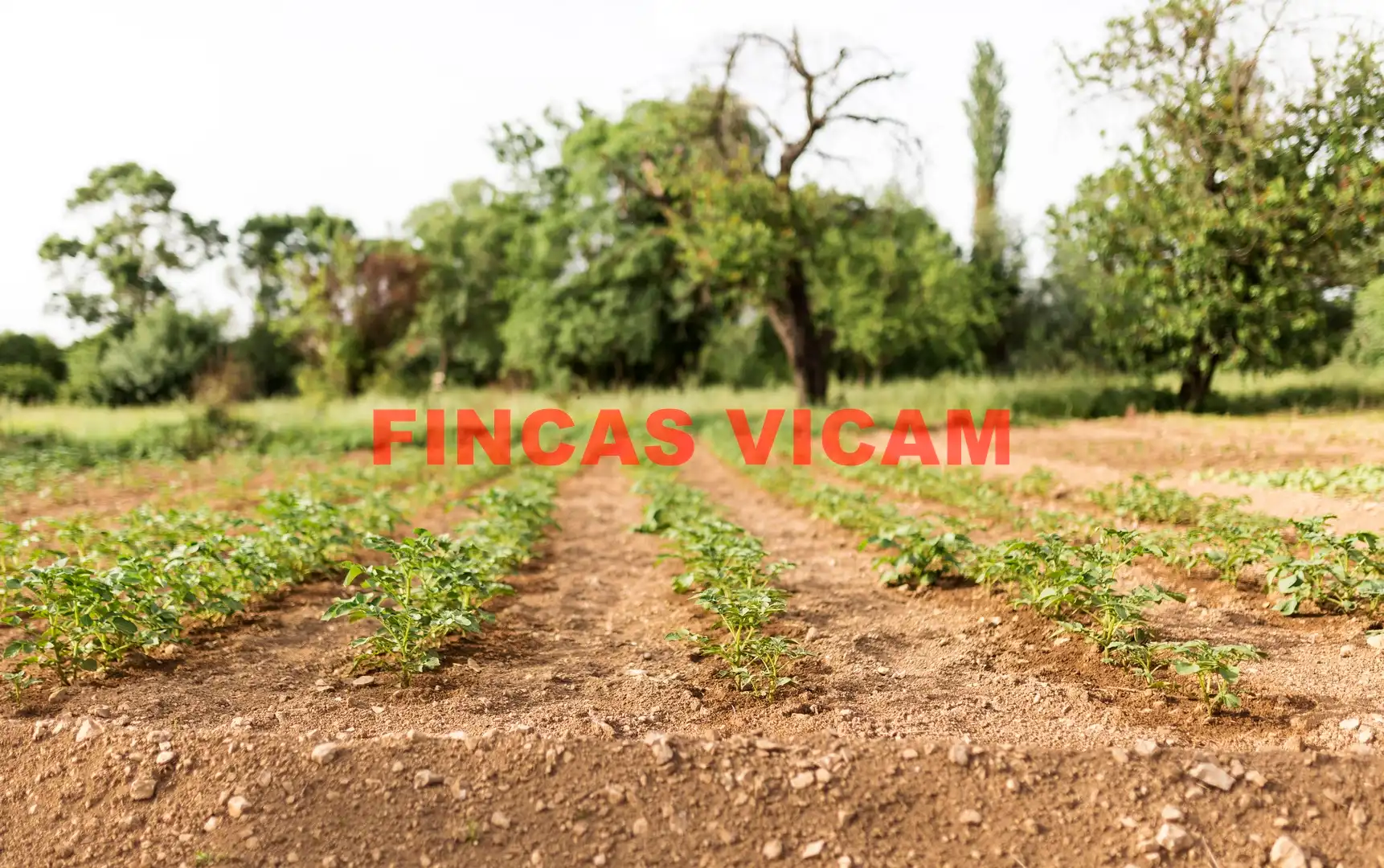 Land for sale in Huesca