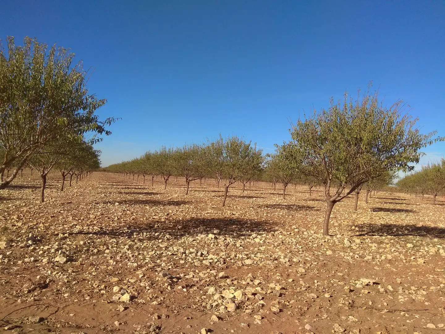 Terreni e lotti in vendita a Las Mesas, imagen 10