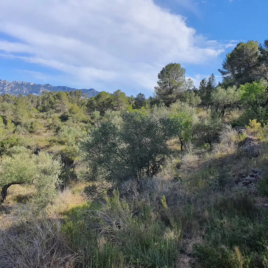 Terrain rustique à vendre à Benifallet, imagen 7