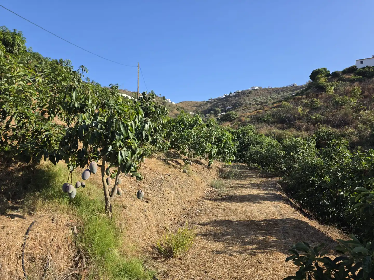 Vista exterior de Terreno en venta en Iznate