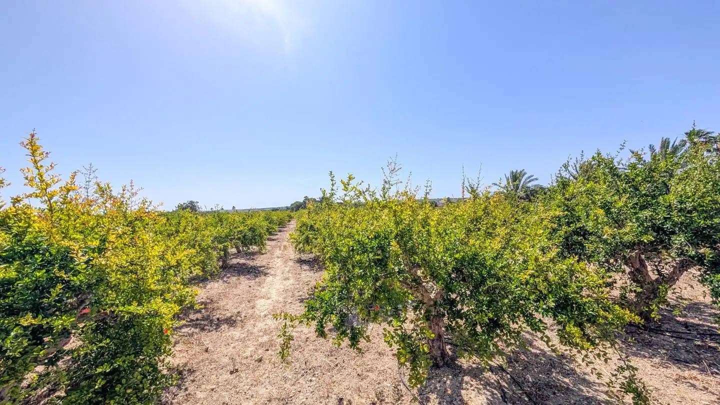 Casa o xalet en venda en Elche / Elx amb Aire condicionat, Jardí privat i Terrassa