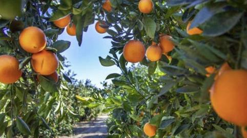 Foto 3 de Casa o chalet en venta en Carrer el Coscollar, S/n, Albalat dels Tarongers, Valencia