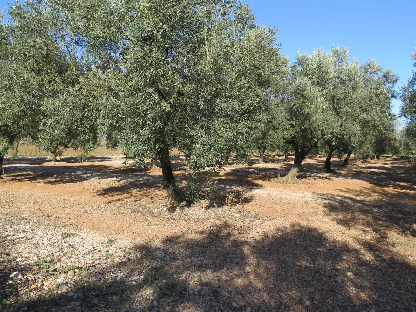 Terreno en venta en Ulldecona