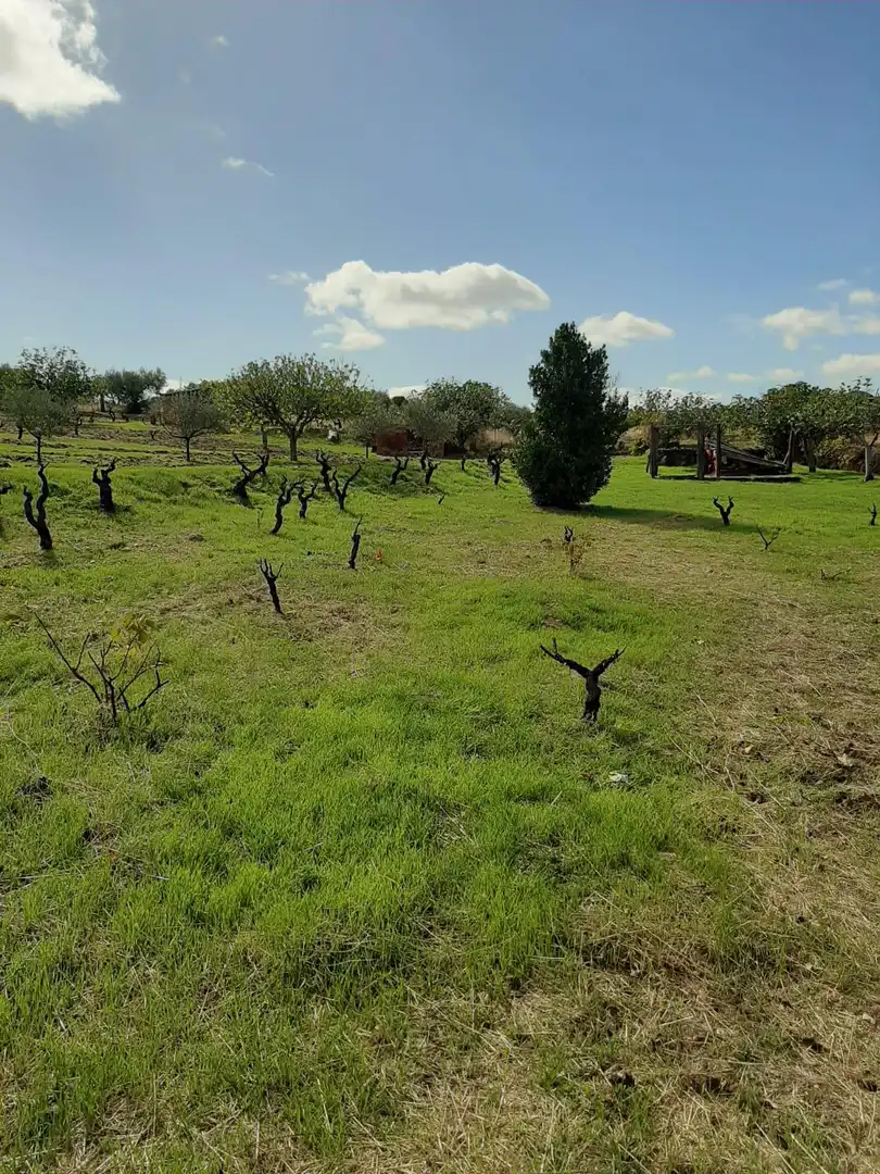 Finca rústica en venta en Jerte