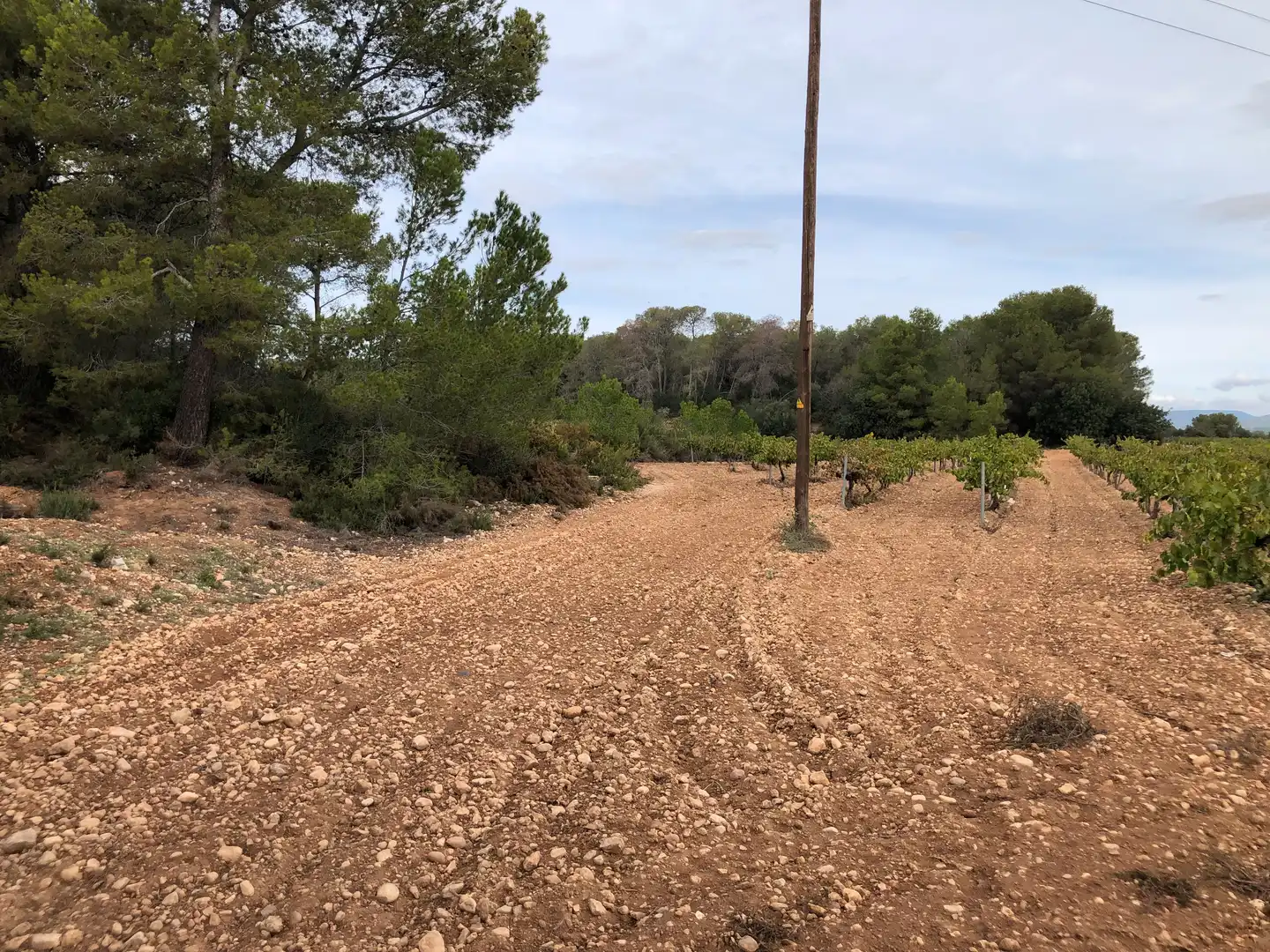 Terreno rústico en venta en Vila-rodona, imagen 5
