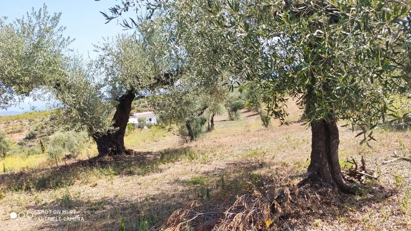 Rural land for sale in Carrer de la Muntanya 1, imagen 13