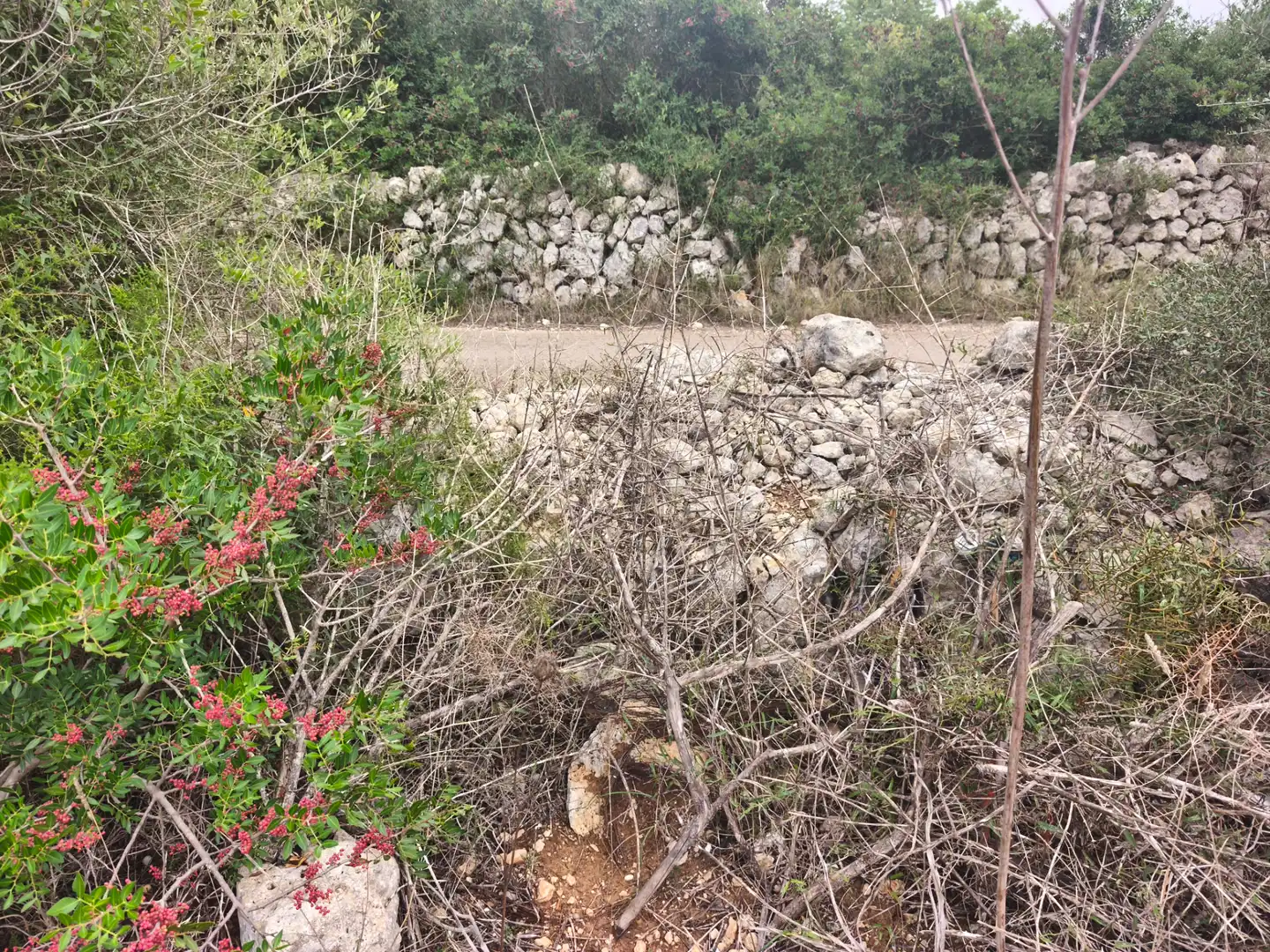 Terreny rústic en venda a Algaida, imagen 10