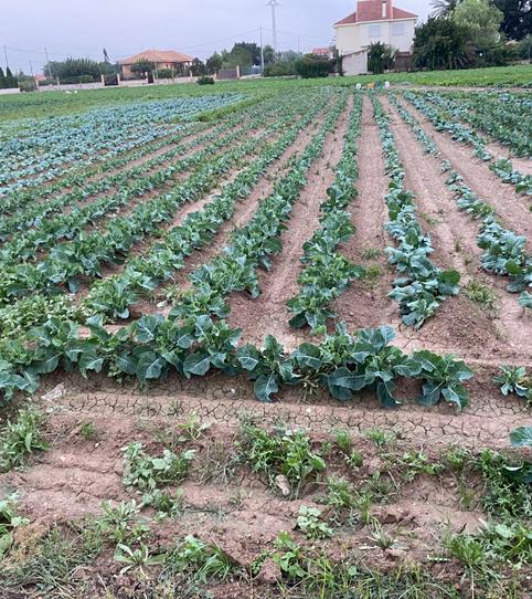 Foto 2 de Residencial en venda a Santa Cruz, Murcia