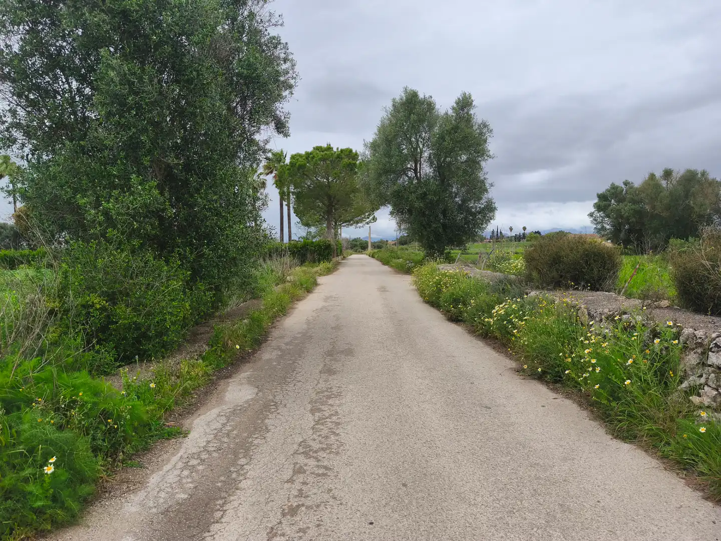 Rural land for sale in Lloret de Vistalegre, imagen 6