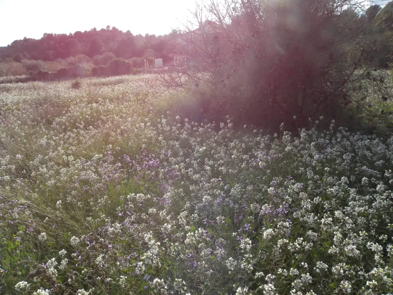 Jardí de Residencial en venda en Caravaca de la Cruz