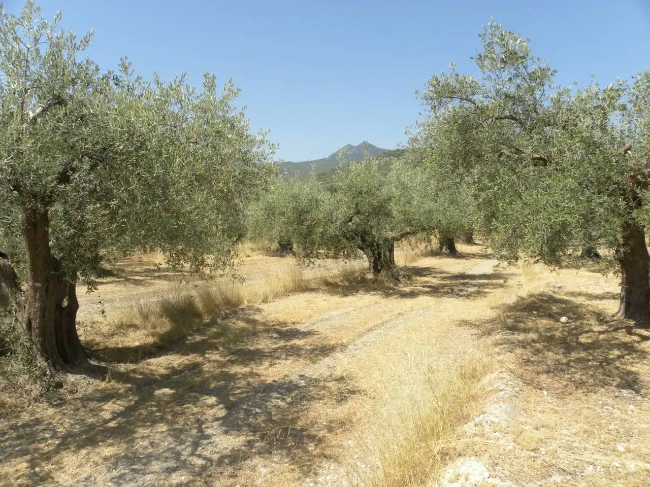Terreno rustico in vendita a Camino Picardias, imagen 3