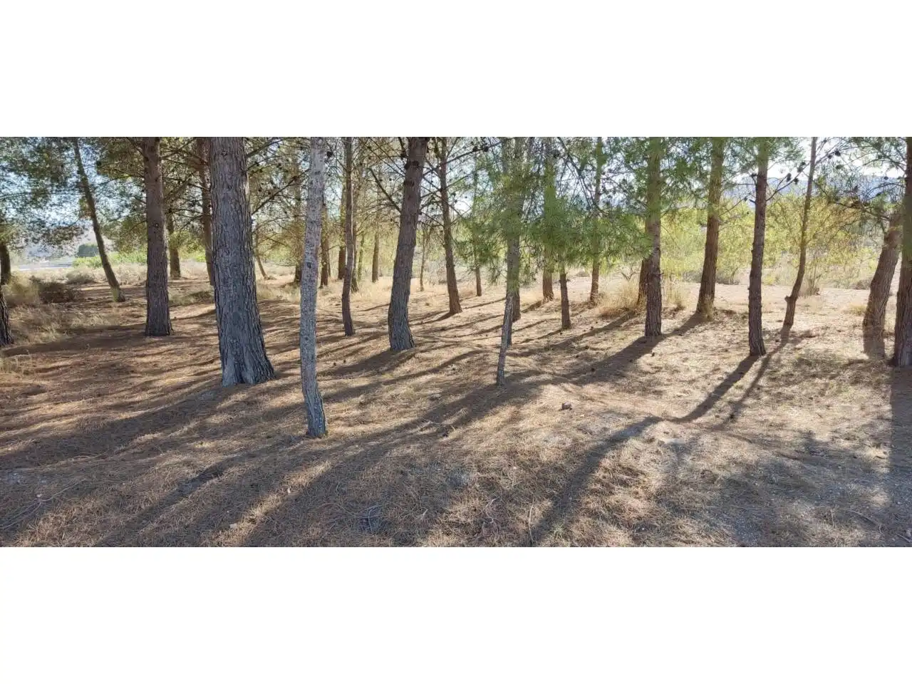 Terrenos y solares en venta en Hellín, imagen 4