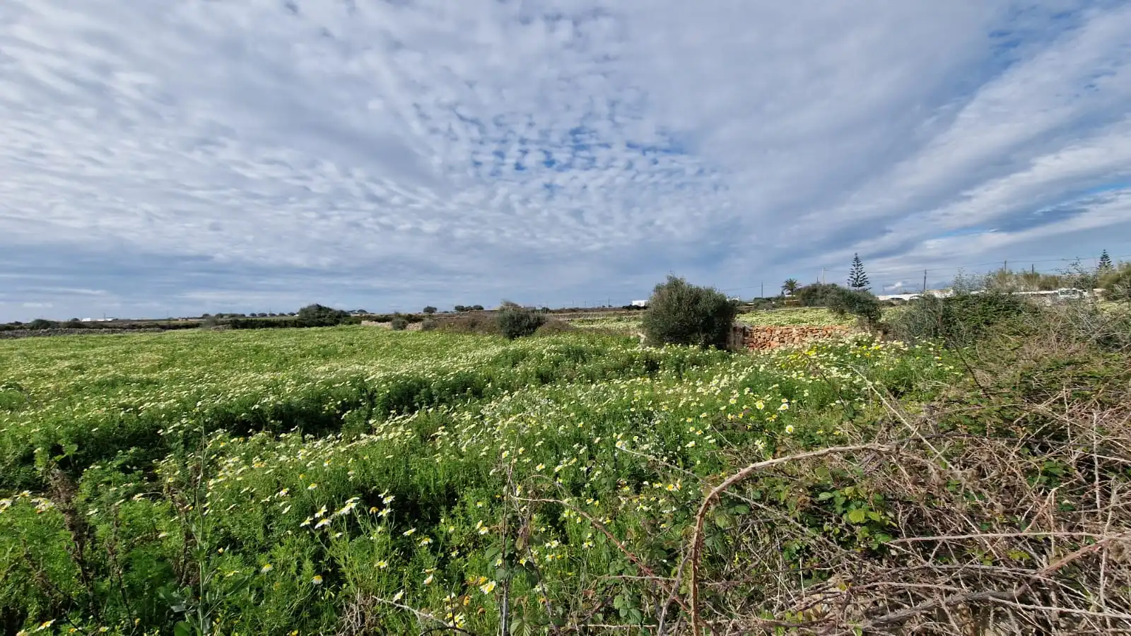 Rural land for sale in Ciutadella, imagen 3
