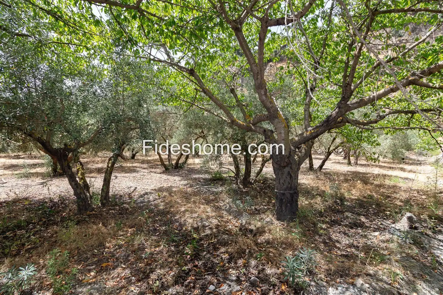 Terrain rustique à vendre à XFG6+CRG Nigüelas 0, imagen 5