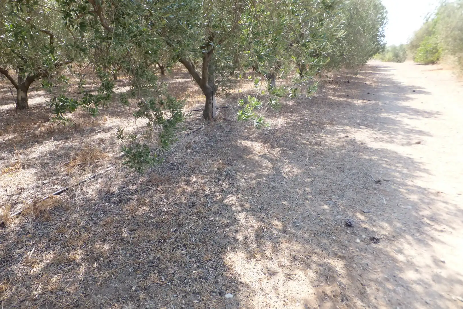 Terreno rústico en venta en Vial Camino 20, imagen 63
