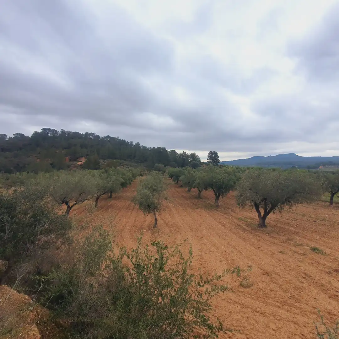 Rustikales Grundstück zum Verkauf in El Pinell de Brai, imagen 11