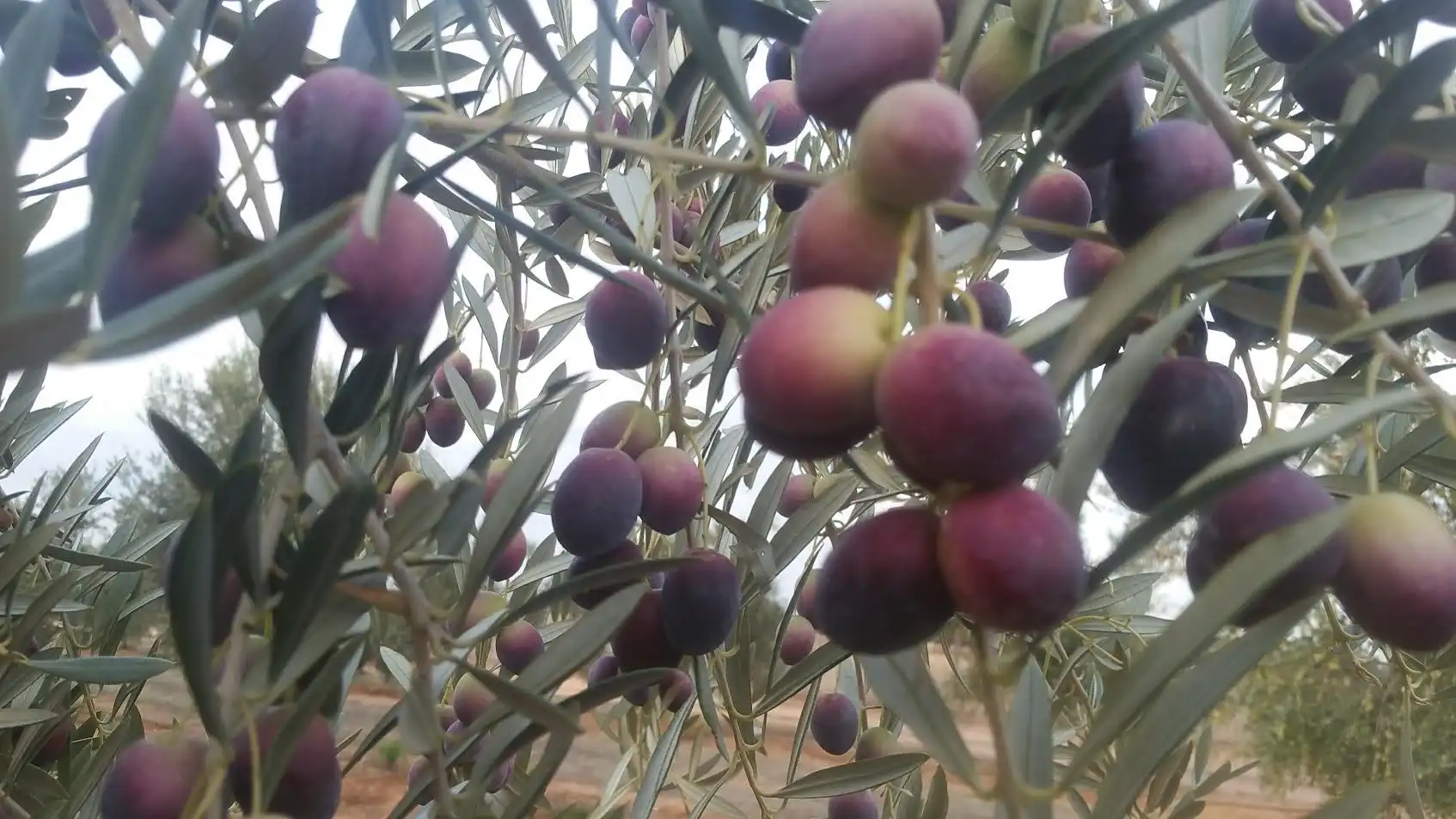 Terreni e lotti in vendita a Alange, imagen 8