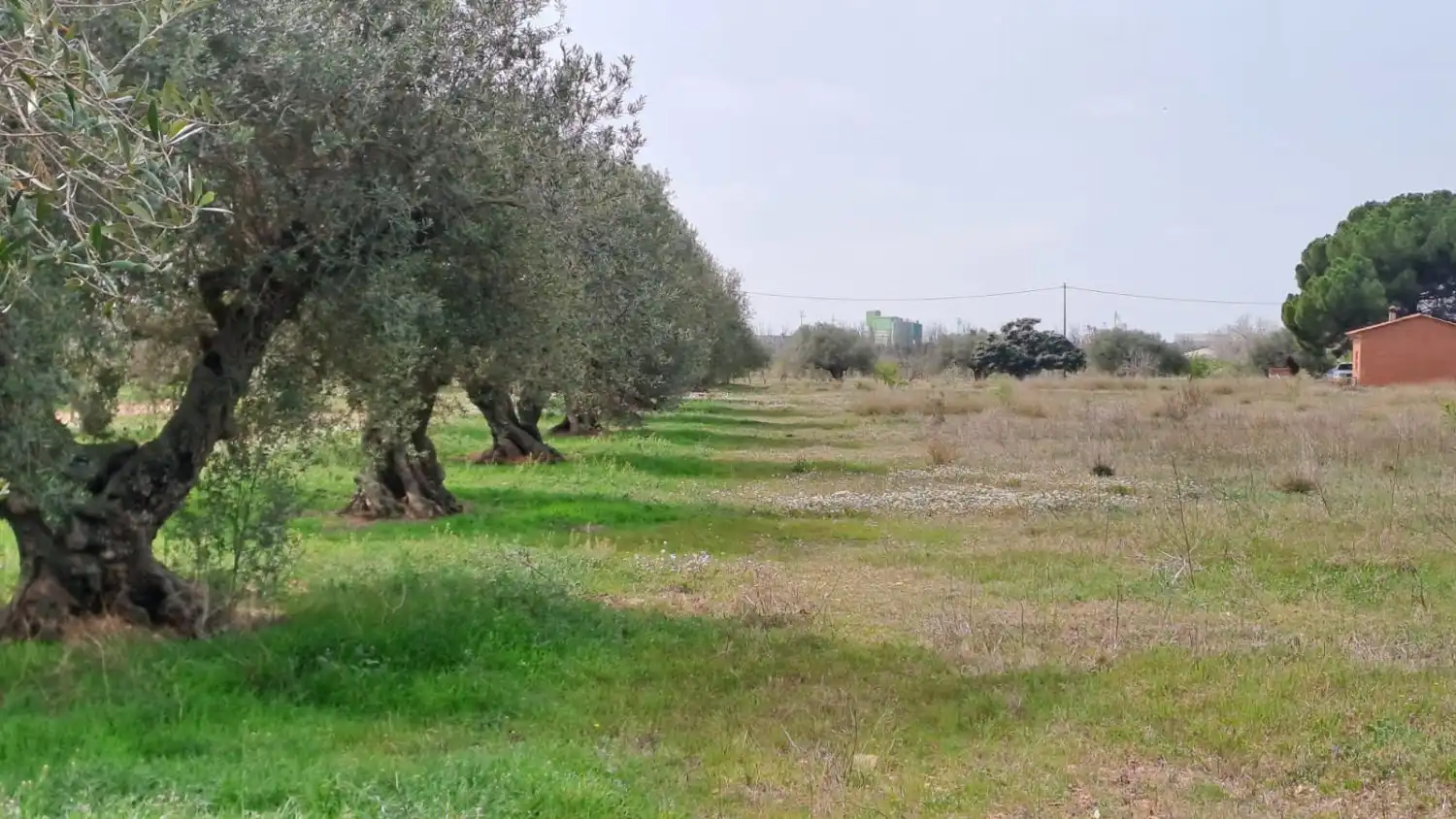 Finca rústica en venta en Constantí