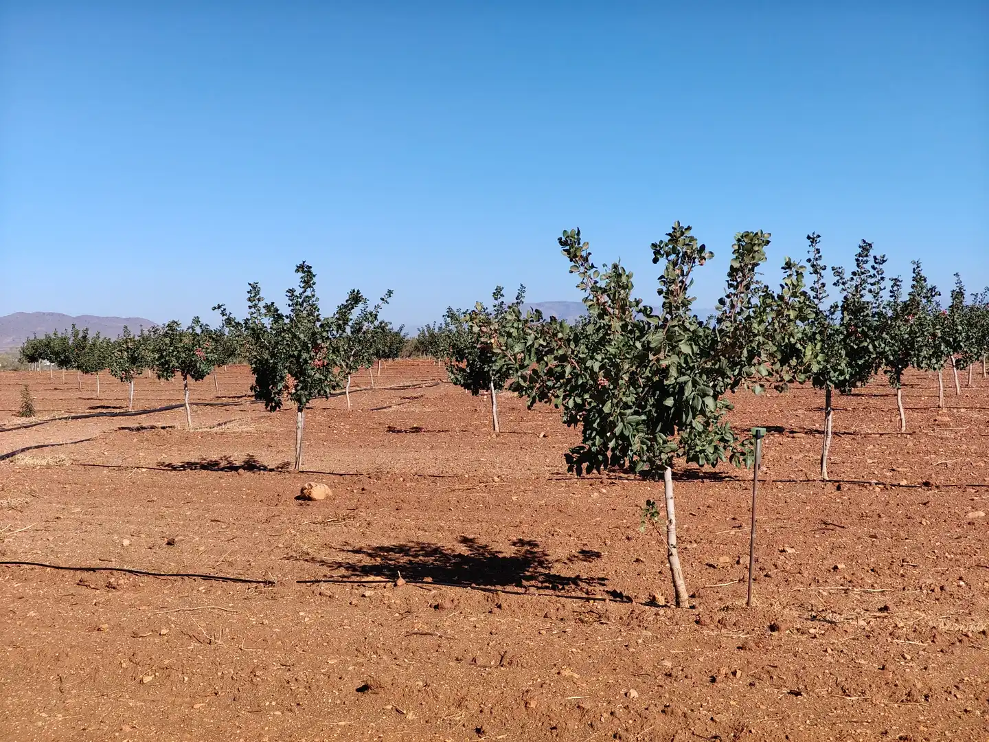 Terreno rustico in vendita a N/A, imagen 10