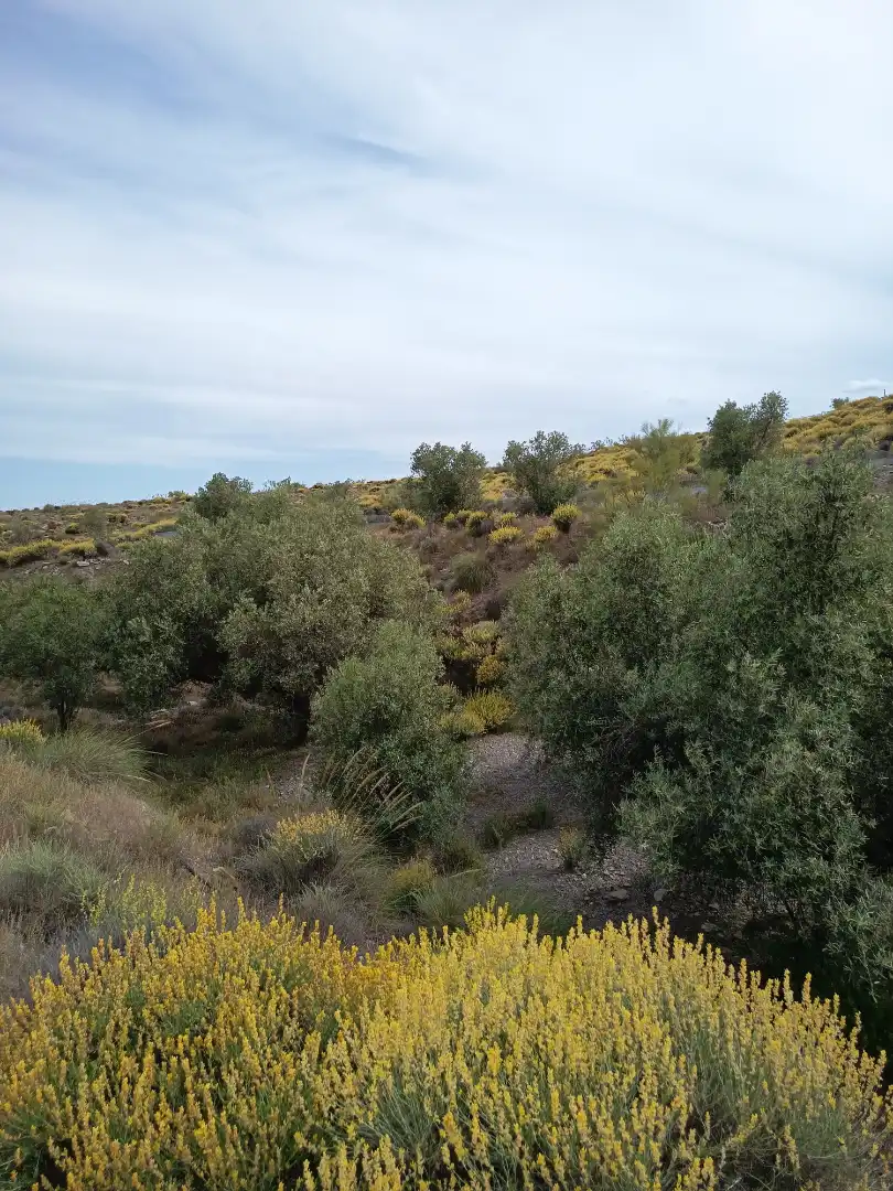 Terreno rustico in vendita a Alboloduy, imagen 27