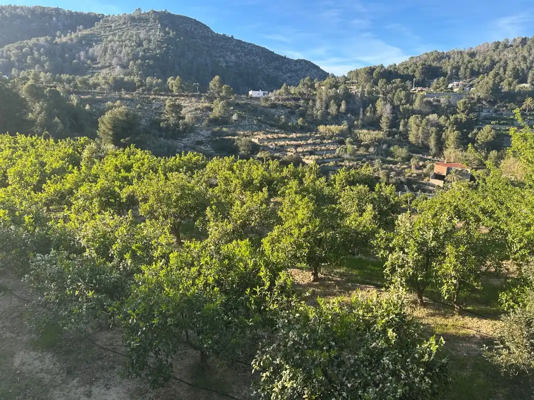 Finca rústica en venda en Oliva amb Moblat