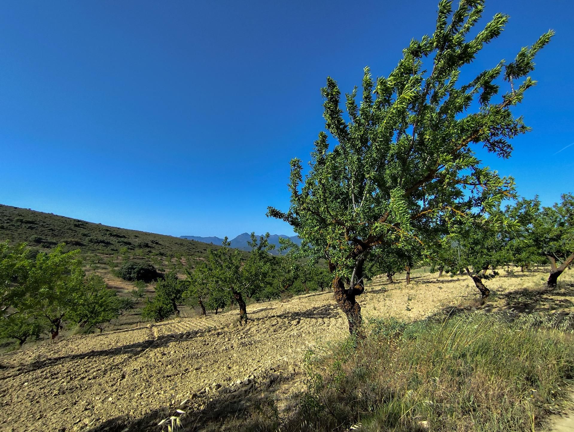 Grundstücke zum verkauf in Arenas del Rey