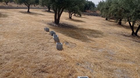 FINCA RÚSTICA CON OLIVOS EN EL ROMERAL, PADUL, immagine 2