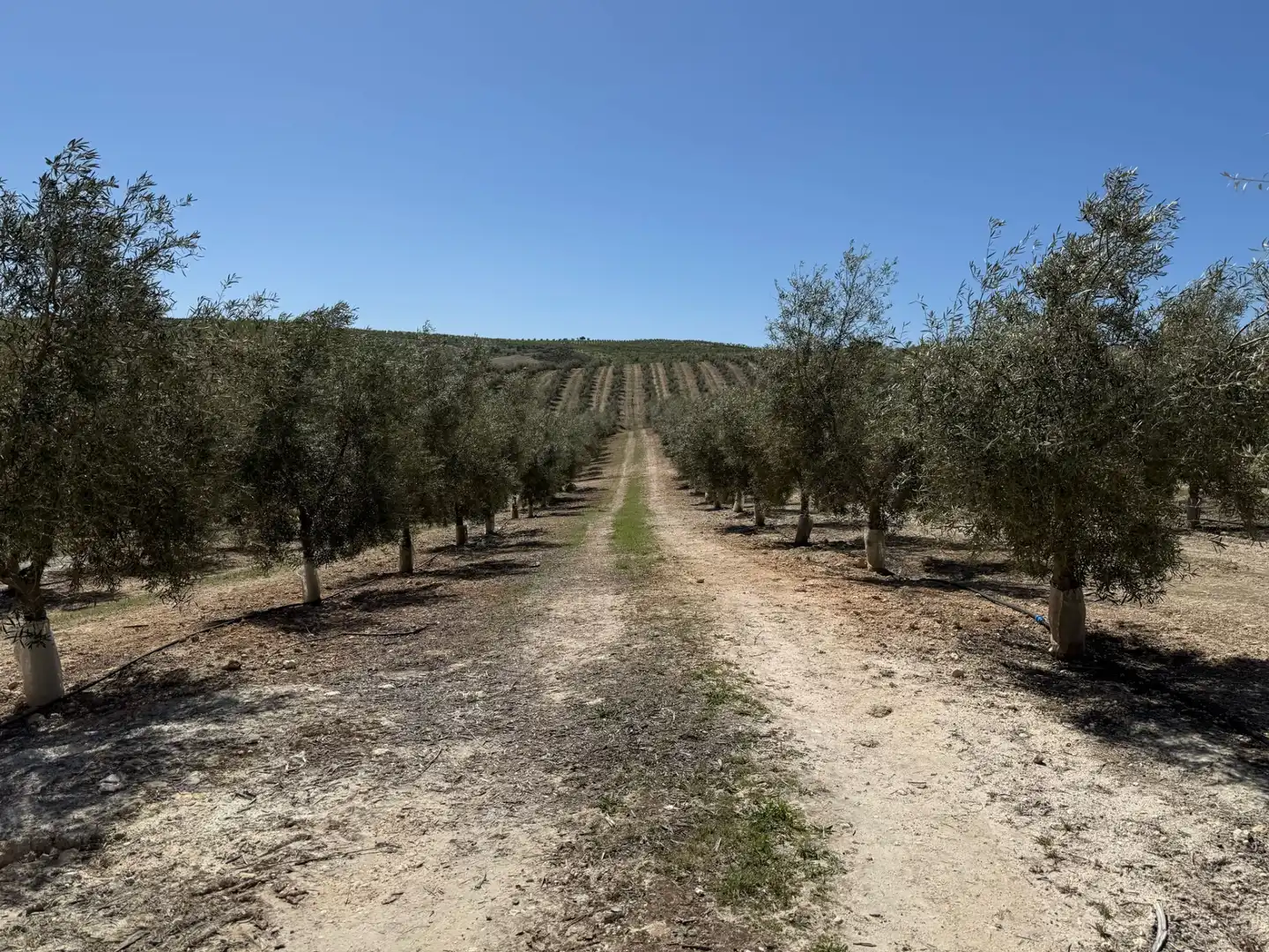 Land for sale in Ventas de Huelma