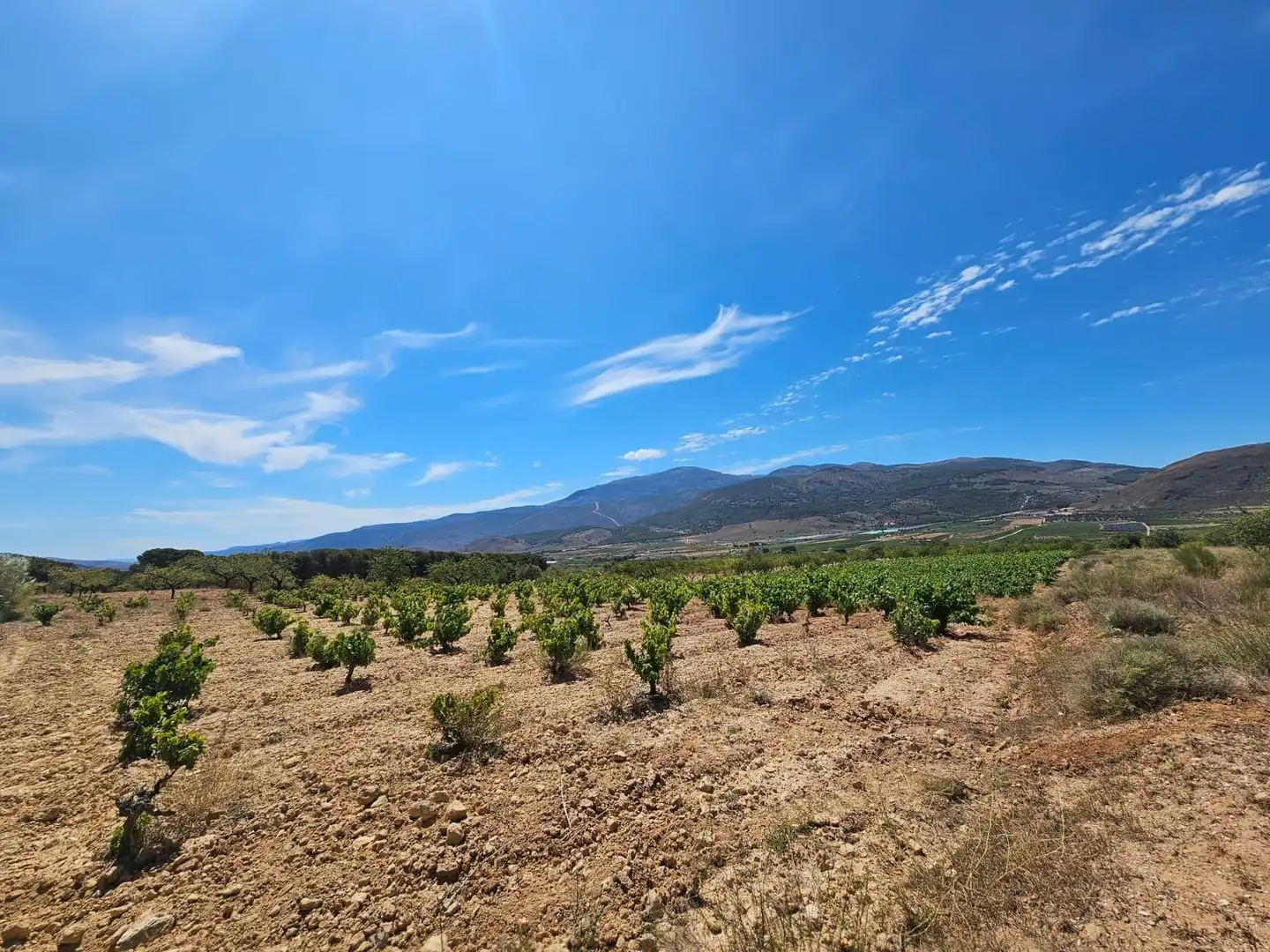 Finca rústica en venta en Laujar de Andarax