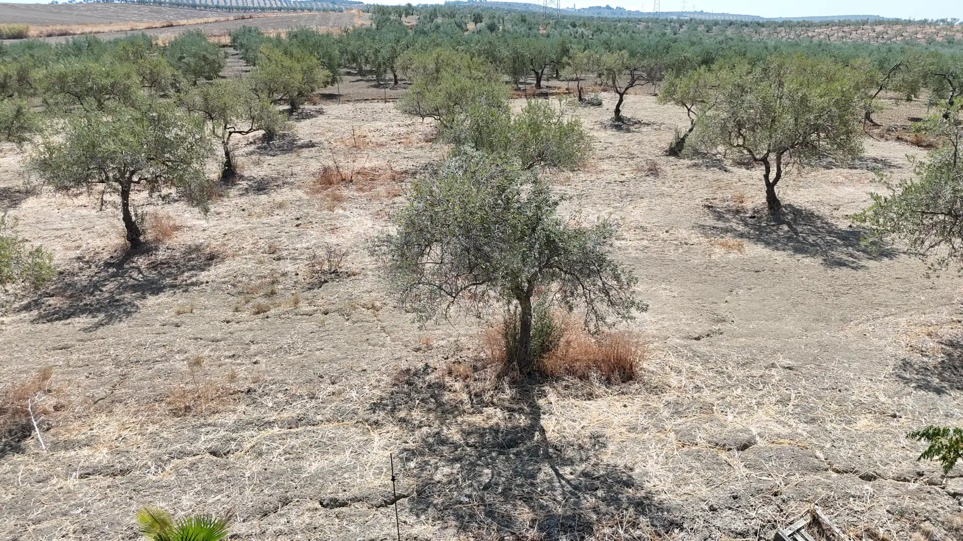 Rural land for sale in Polígono 12 Parcela 177 LA CORIANA. OLIVARES (SEV, imagen 24