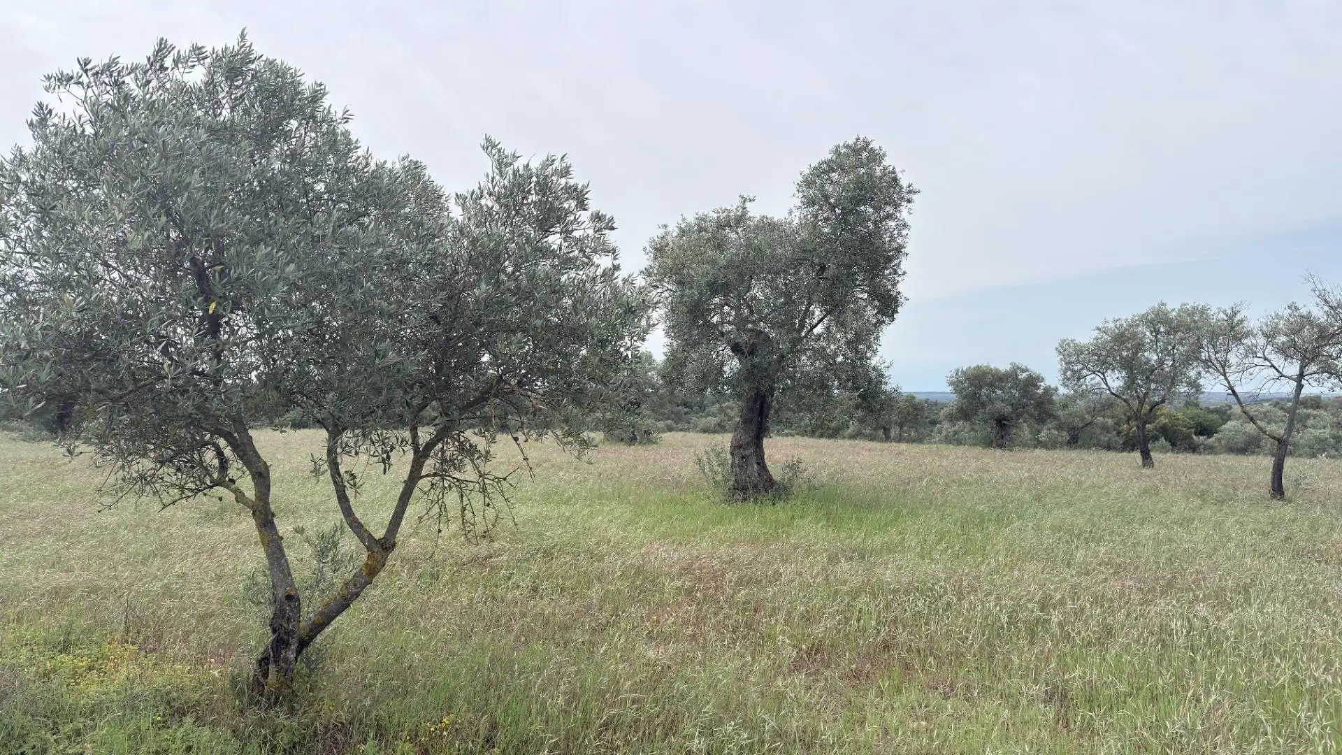 Terreni e lotti in vendita a Beas, imagen 12