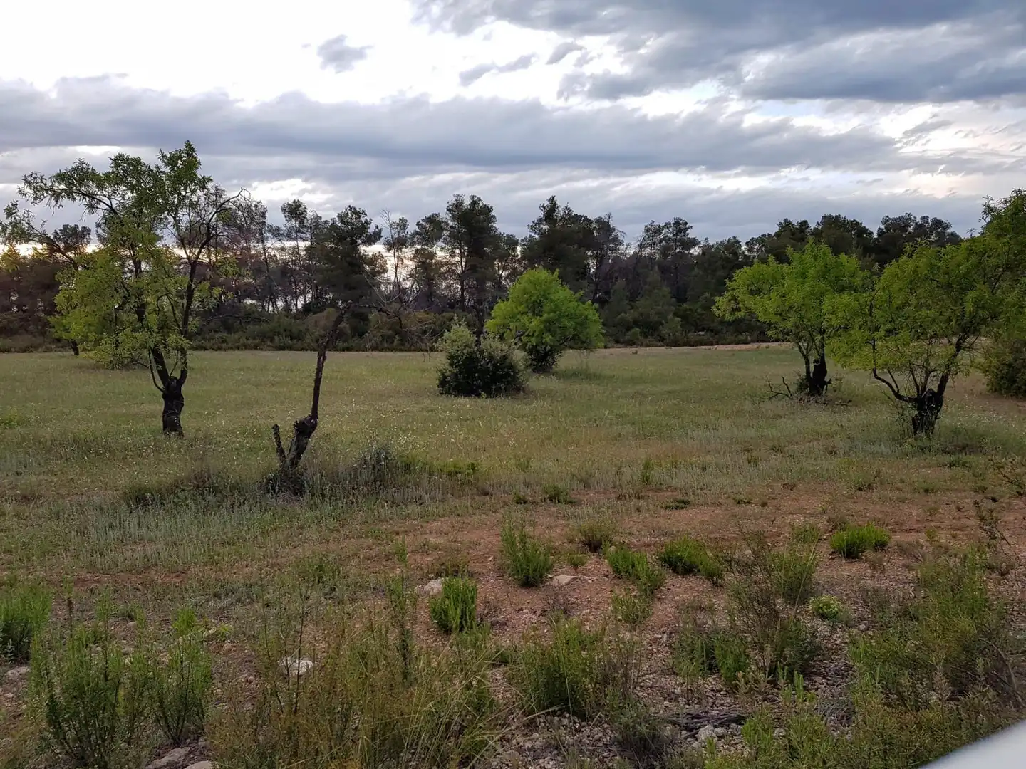 Land for sale in La Pobla de Cérvoles