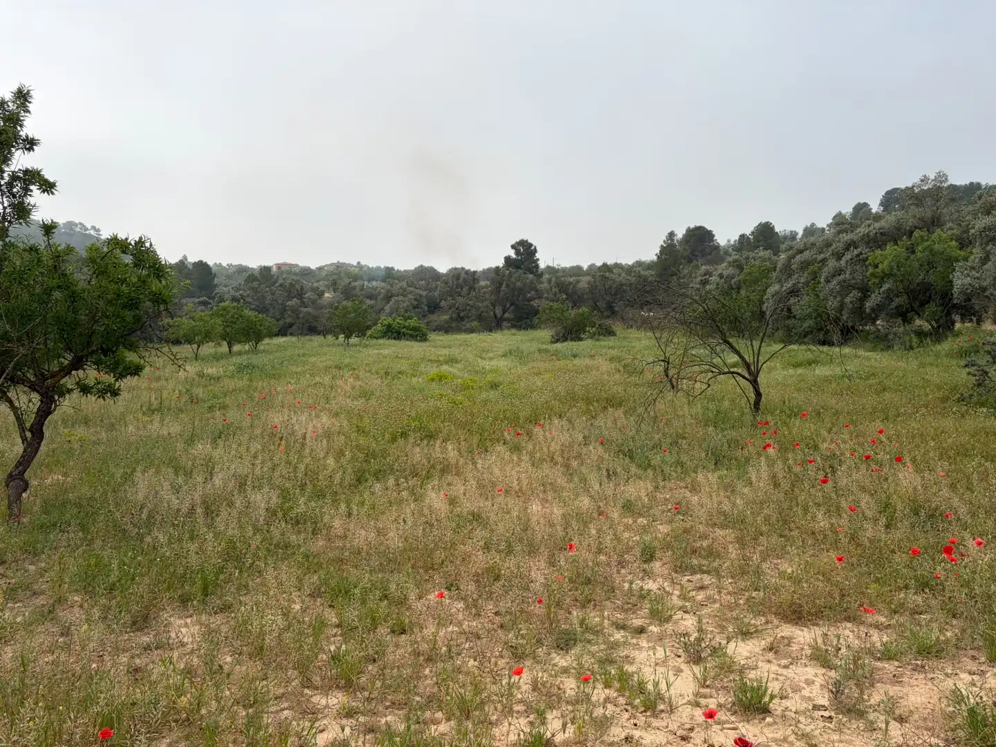 Terreno rustico in vendita a Ascó, imagen 6