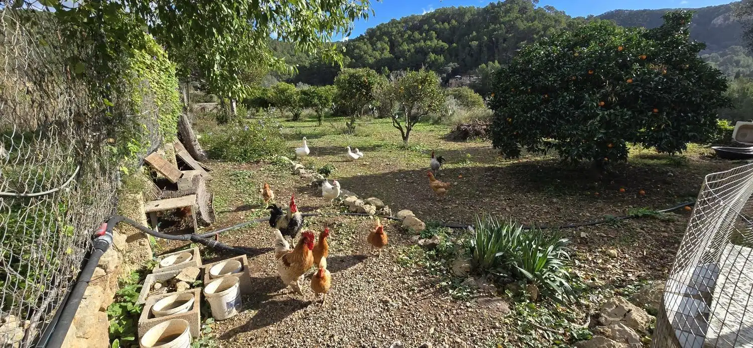 Casa rústica con jardín en venta en Andratx pueblo, imagen 5