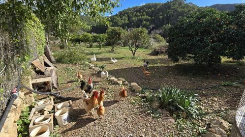 Foto 5 de Finca rústica en venta en Andratx pueblo, Andratx