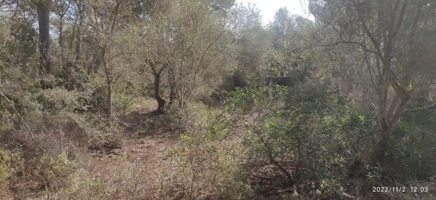 Terrain résidentiel à vendre à Algaida, imagen 3