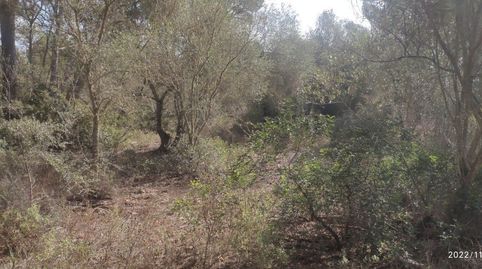 Finca de pinar no edificable, imatge 3
