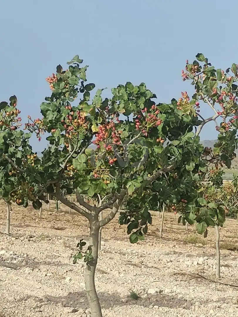 Garden of Land for sale in Lorca