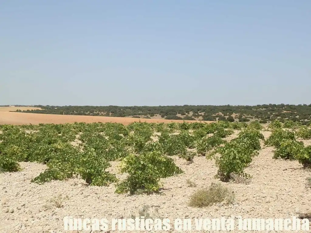 Terreni e lotti in vendita a Mota del Cuervo, imagen 11