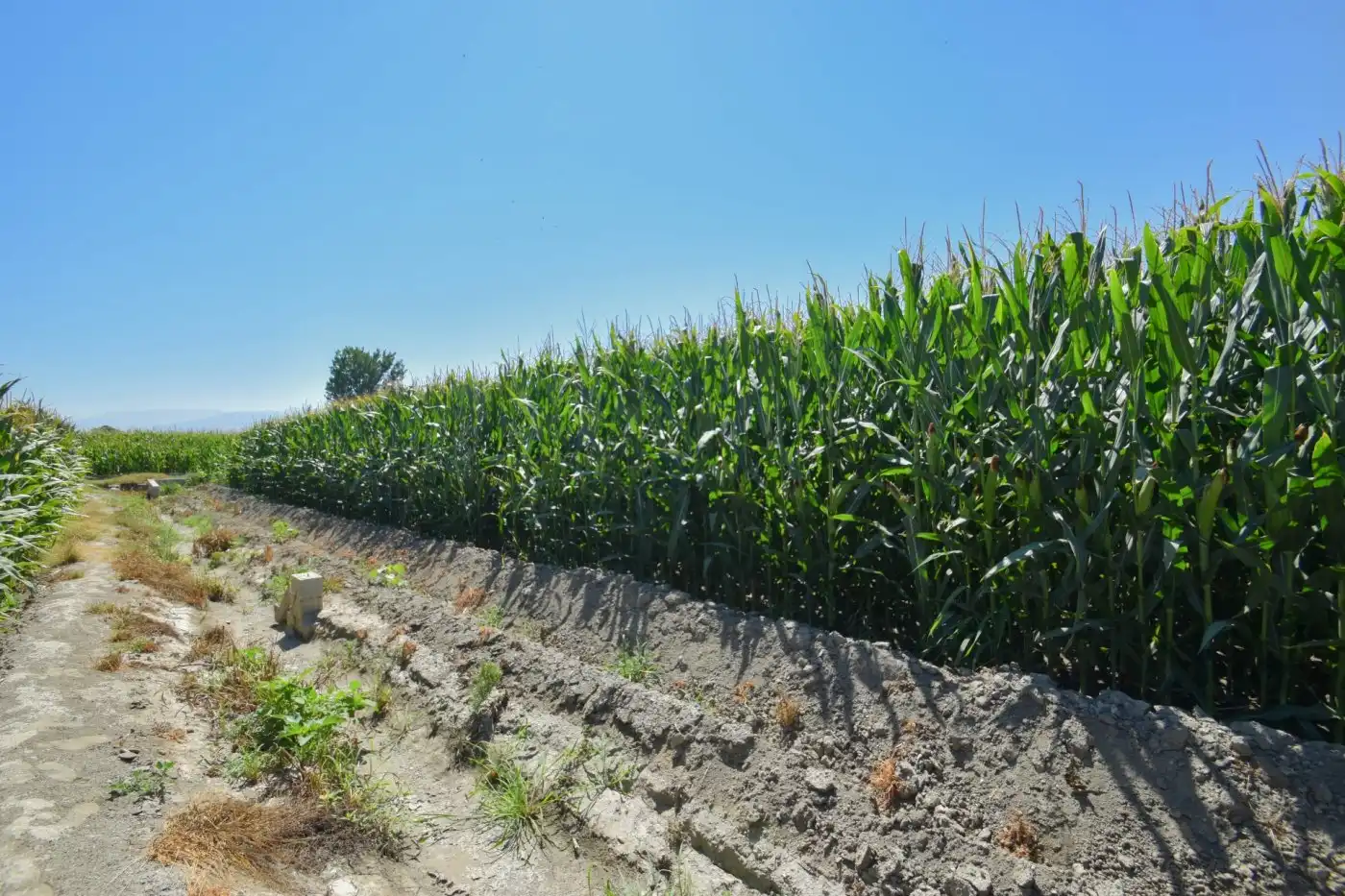 Rural land for sale in Calle PEREGRINA, imagen 7