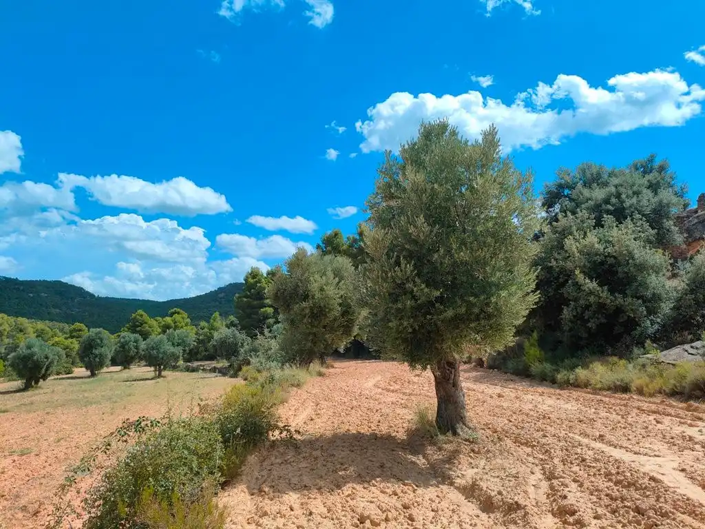 Grundstücke zum Verkauf in Belmonte de San José
