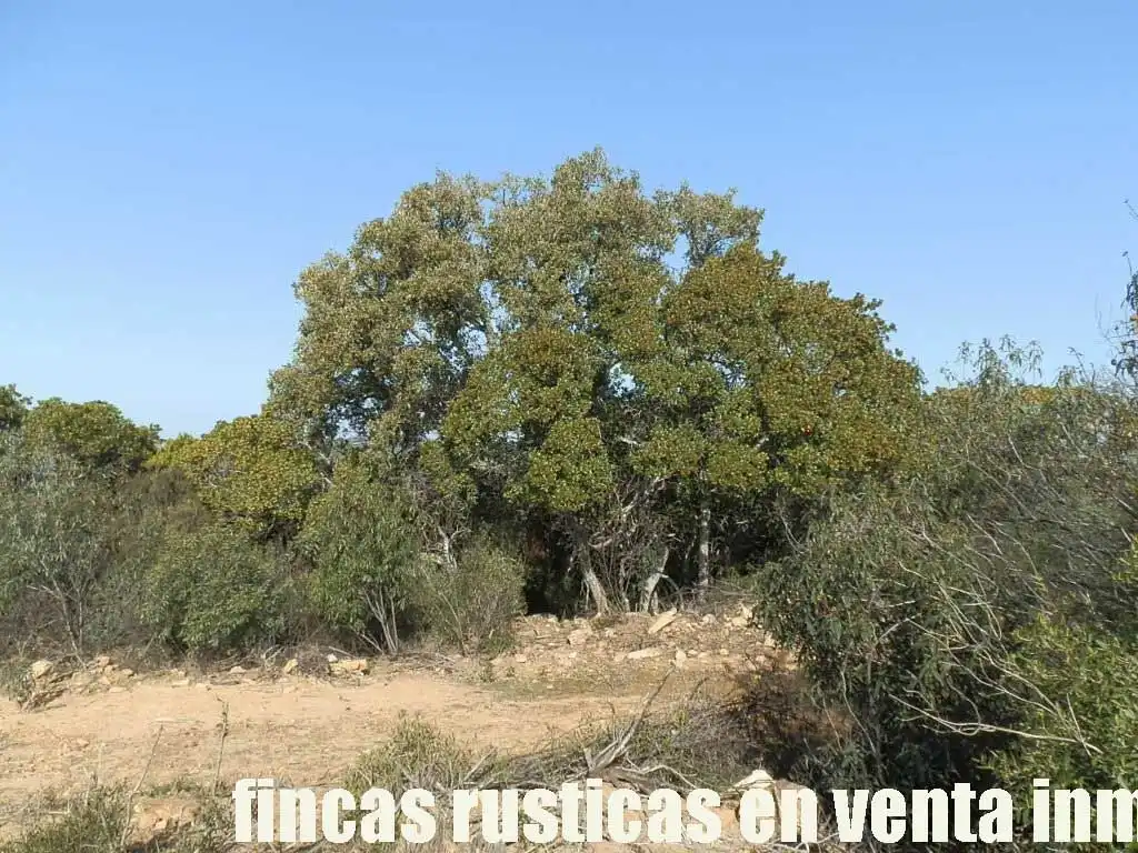 Terreny rústic en venda a Puebla de Don Rodrigo, imagen 19