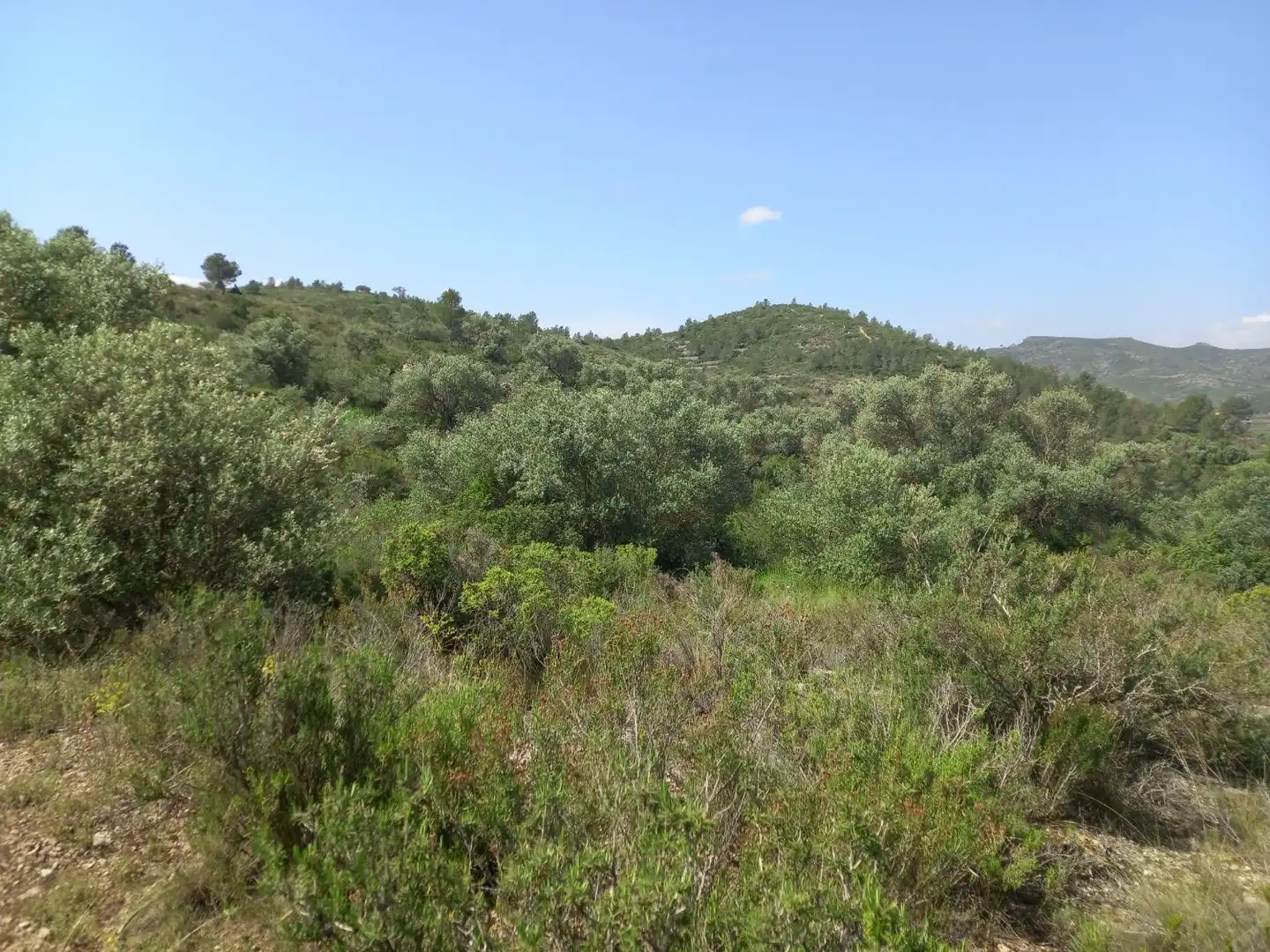 Terreny rústic en venda a Miravet, imagen 3