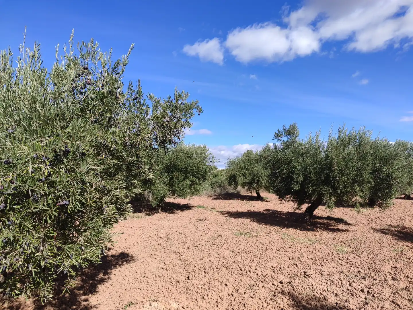Country homes for sale in Bullas