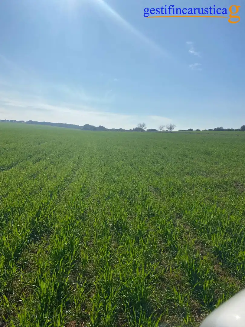 Rural land for sale in Plaza de España, imagen 6