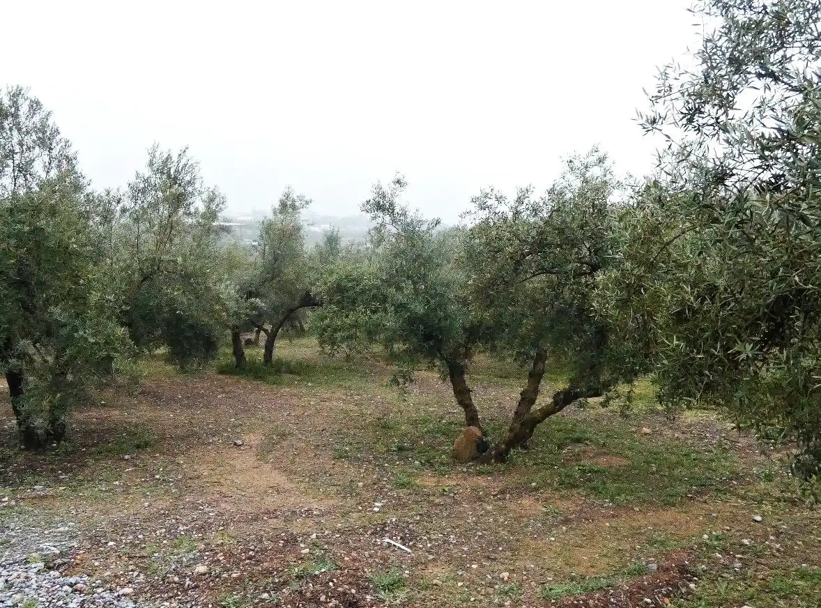Terrain rustique à vendre à Peligros, imagen 19