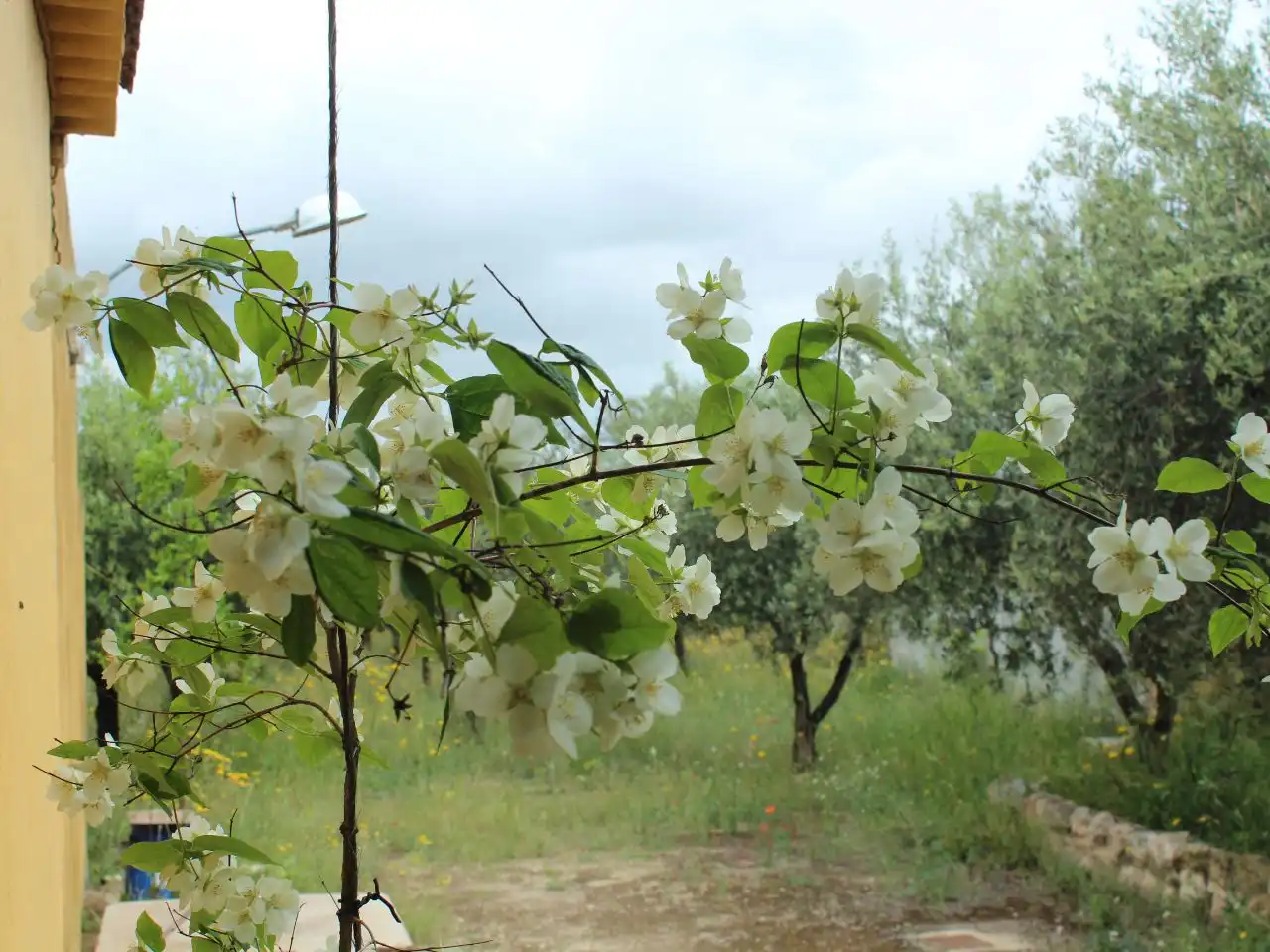 Jardí de Casa o xalet en venda en Biar amb Terrassa