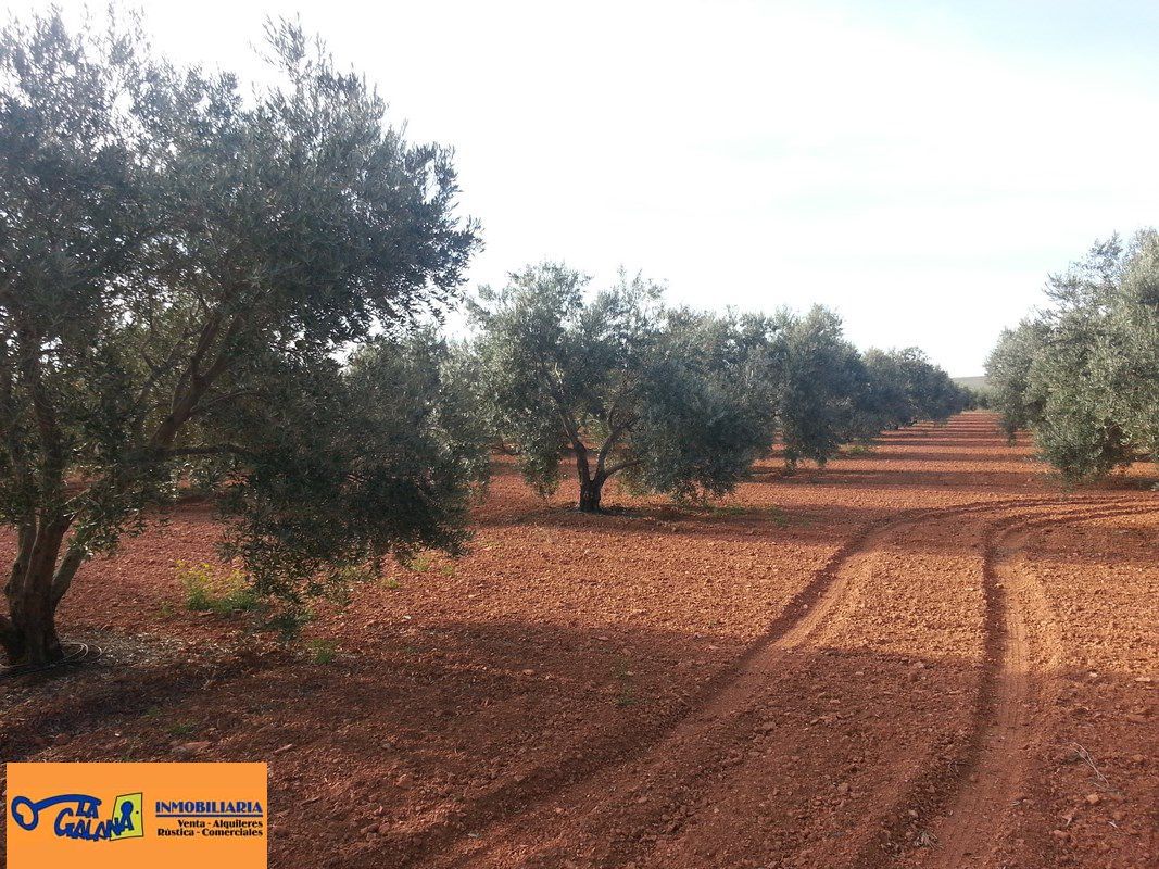 Finca rústica en venda en Valdepeñas