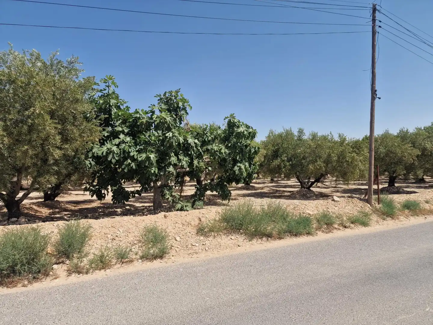 Terreno rustico in vendita a Crevillent, imagen 2