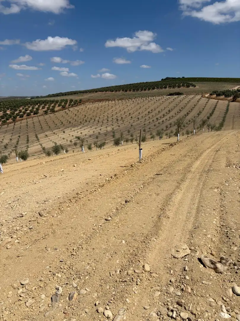 Terreno rustico in vendita a Montilla, imagen 4